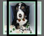 Small Photo #2 Bernedoodle Puppy For Sale in LEES SUMMIT, MO, USA