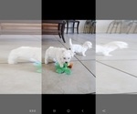 Small Photo #15 Bichon Frise Puppy For Sale in JURUPA VALLEY, CA, USA