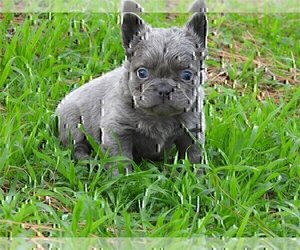 French Bulldog Puppy for sale in TAMPA, FL, USA