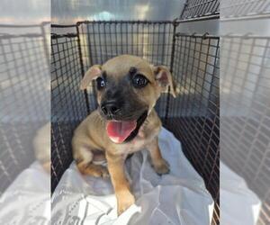 American Staffordshire Terrier-Unknown Mix Dogs for adoption in San Antonio, TX, USA