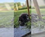 Small #2 Cane Corso-Doberman Pinscher Mix