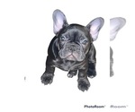 Small Photo #7 French Bulldog Puppy For Sale in FLINT, MI, USA