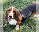 Small #4 Basset Hound