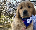 Puppy 3 Golden Retriever