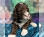 Small Photo #5 Bernedoodle Puppy For Sale in BLUE SPRINGS, MO, USA