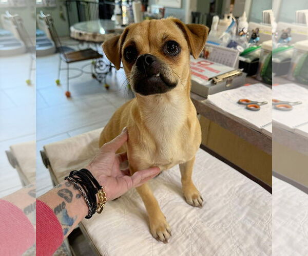 Medium Photo #1 Pug-Unknown Mix Puppy For Sale in Benton, LA, USA