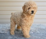 Small #1 Poodle (Miniature)