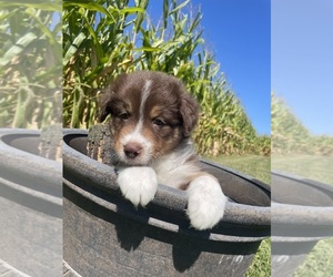 Australian Shepherd Puppy for Sale in MACON, Illinois USA