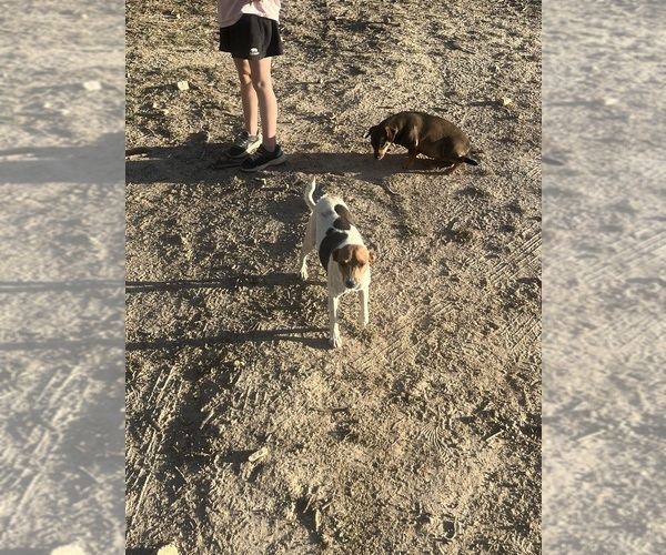 Medium Photo #2 Rat Terrier Puppy For Sale in DORA, MO, USA