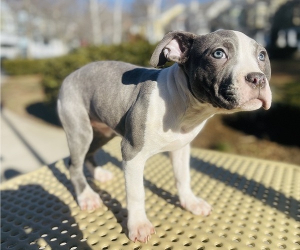 Medium Photo #29 American Pit Bull Terrier Puppy For Sale in TRENTON, NJ, USA