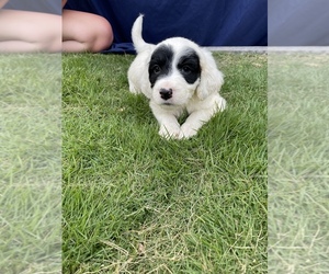 Medium English Setter-Goldendoodle Mix