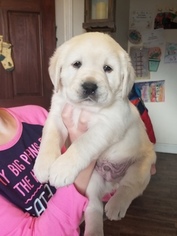Labrador Retriever Puppy for sale in SHORTSVILLE, NY, USA