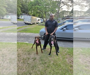 Doberman Pinscher-Great Dane Mix Puppy for sale in KINSTON, NC, USA