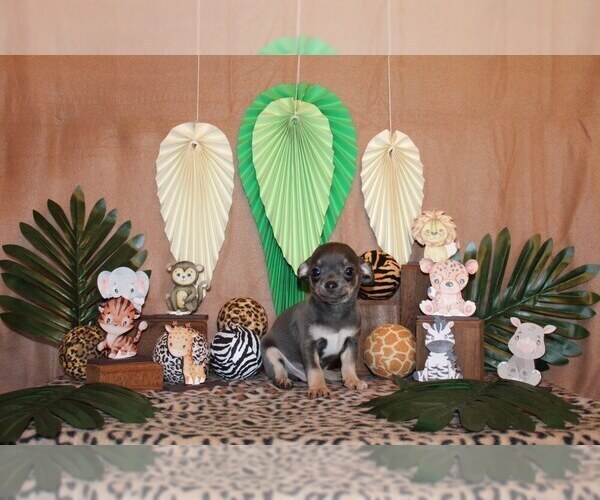 Medium Photo #49 Chihuahua Puppy For Sale in CHARLESTON, AR, USA