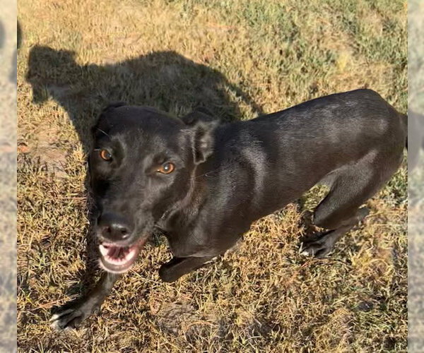 Medium Photo #5 Mutt Puppy For Sale in Tarrytown, GA, USA