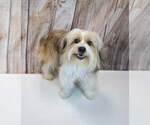 Small #3 Shih Tzu Mix