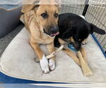 Small #4 German Shepherd Dog Mix