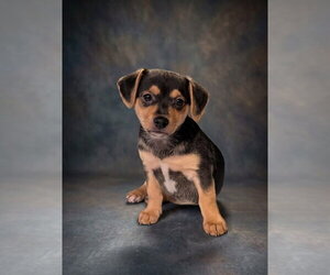 Jack Chi Dogs for adoption in Vail, AZ, USA