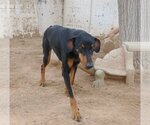 Small Photo #7 Doberman Pinscher Puppy For Sale in Apple Valley, CA, USA