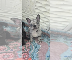 French Bulldog Puppy for Sale in FT MYERS, Florida USA