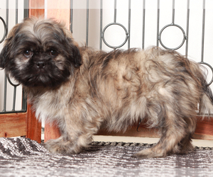 Shih Tzu Puppy for sale in NAPLES, FL, USA
