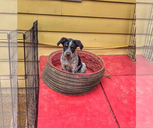 Jackson - Male Mutt Dog for Adoption - Photo #4