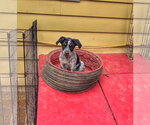 Small Photo #4 Mutt Puppy For Sale in Garden City, NY, USA