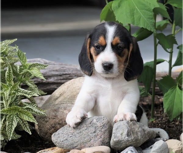 Medium Photo #3 Beagle Puppy For Sale in FREDERICKSBG, OH, USA