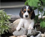 Small Photo #3 Beagle Puppy For Sale in FREDERICKSBG, OH, USA