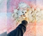 Small #9 Chihuahua