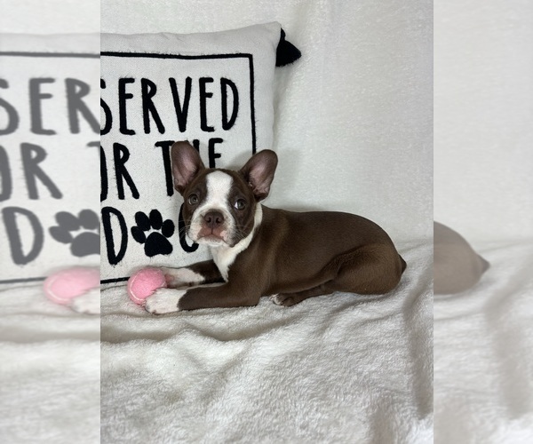 Medium Photo #4 Boston Terrier Puppy For Sale in GREENFIELD, IN, USA