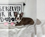 Small #3 Boston Terrier