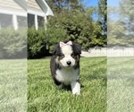 Small #3 Miniature Australian Shepherd