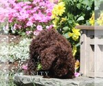 Small #1 Poodle (Miniature)