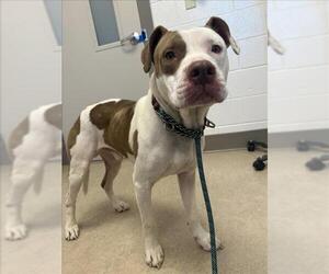 American Pit Bull Terrier Dogs for adoption in Saginaw, MI, USA