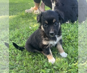 Australian Shepherd Puppy for sale in SPRINGDALE, WA, USA