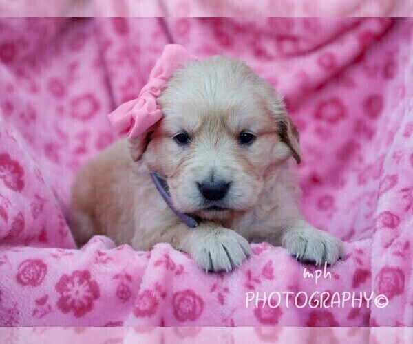 Medium Photo #2 Golden Retriever Puppy For Sale in LIBERTY, KY, USA
