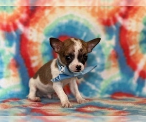 Chihuahua Puppy for sale in LANCASTER, PA, USA