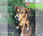 Small #4 Labrador Retriever Mix