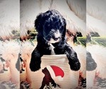 Small #1 Sheepadoodle