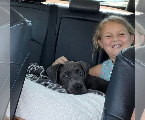 Medium Photo #2 Mutt Puppy For Sale in Goodyear, AZ, USA
