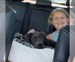 Small #1 Mutt