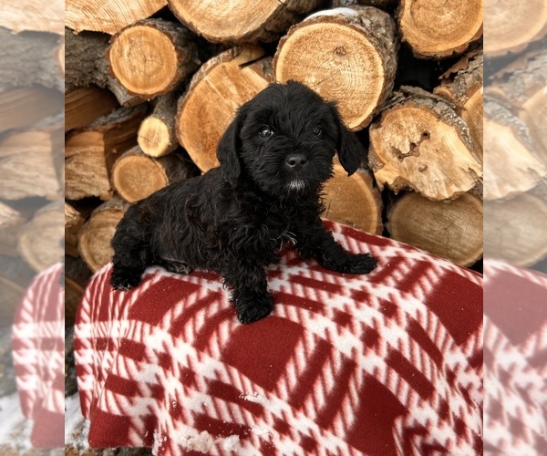 Medium Photo #1 Schnoodle (Miniature) Puppy For Sale in MIDDLEBURY, IN, USA