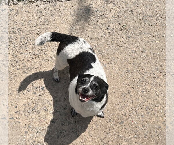 Medium Photo #1 Rat Terrier Puppy For Sale in McDonough, GA, USA