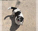 Small Rat Terrier