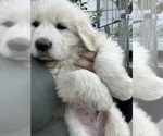 Puppy Silver Great Pyrenees