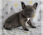 Small Photo #3 Faux Frenchbo Bulldog Puppy For Sale in FREDERICKSBG, OH, USA