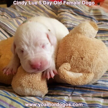 Medium Photo #23 Dogo Argentino Puppy For Sale in PINEVILLE, MO, USA