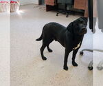 Small #1 Labrador Retriever-Pembroke Welsh Corgi Mix
