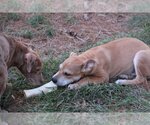 Small Photo #5 Catahoula Leopard Dog-Labrador Retriever Mix Puppy For Sale in Sebec, ME, USA